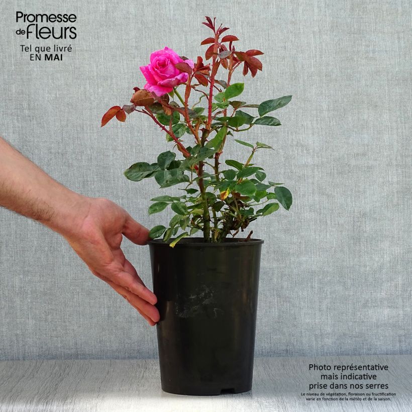 Spécimen de Rosier à grandes fleurs Claire Marshall en pot de 2L/3L tel que livré au printemps