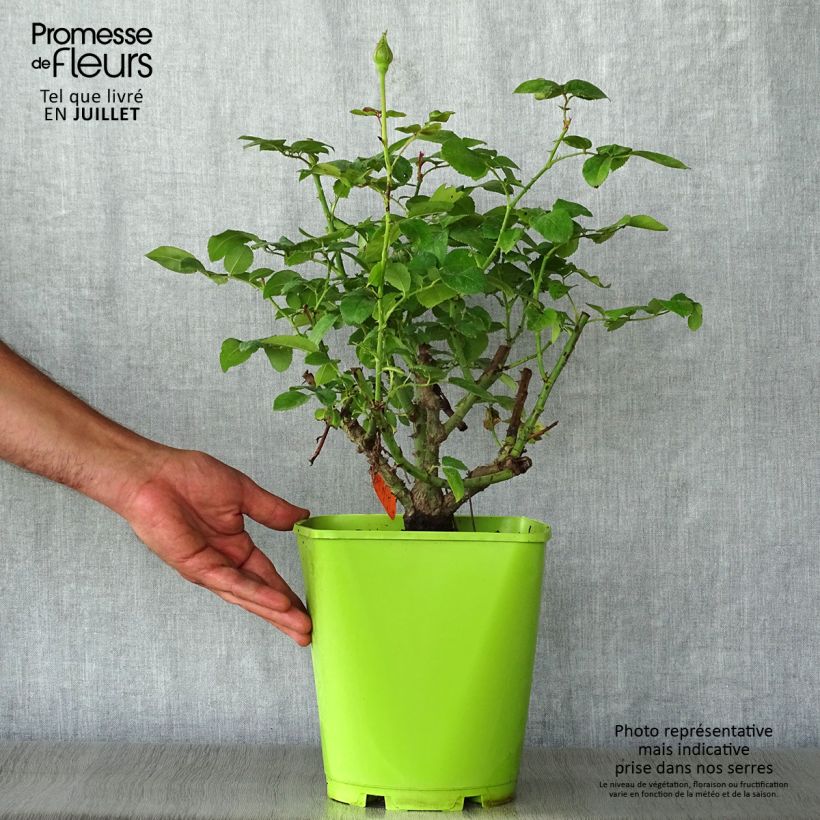 Spécimen de Rosier à grandes fleurs Claude Brasseur Pot de 4L/5L tel que livré en été