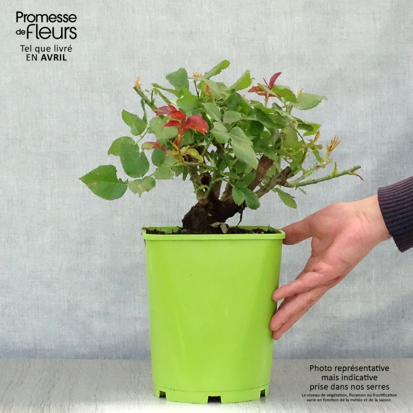 Spécimen de Rosier à grandes fleurs Claude Brasseur en pot de 4L tel que livré au printemps
