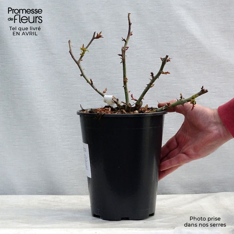 Spécimen de Rosier à grandes fleurs Claude Monet en pot de 3L/4L. tel que livré au printemps