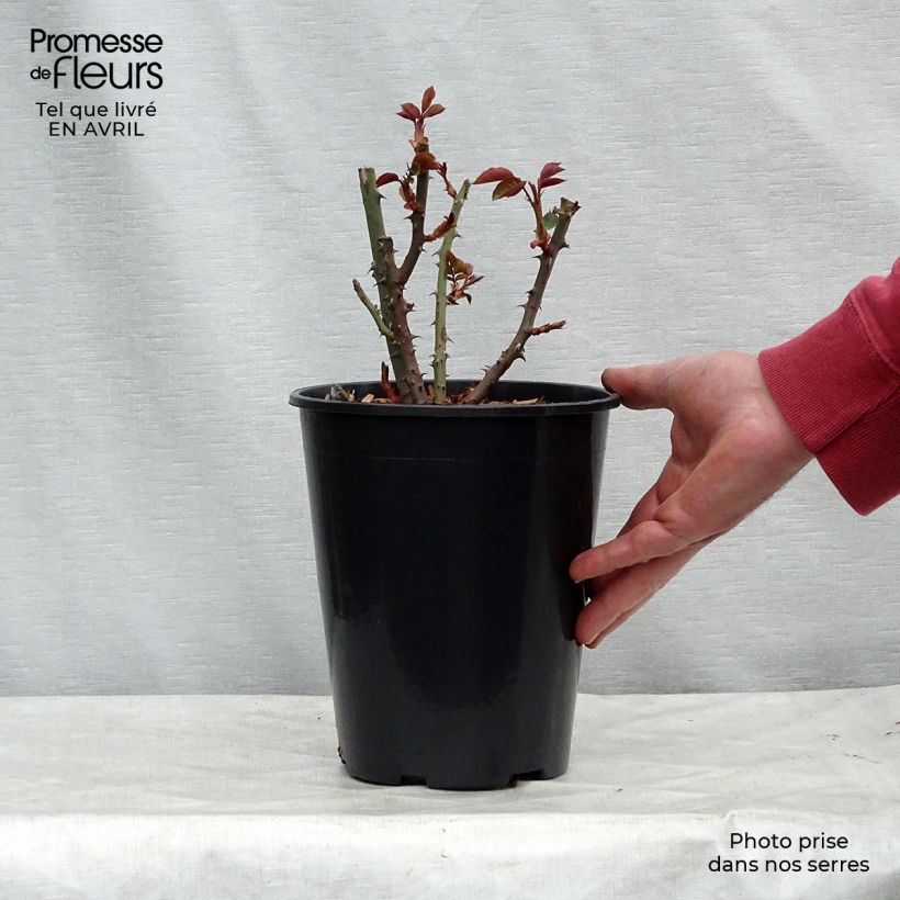 Spécimen de Rosier à grandes fleurs Courage en pot de 4L/5L tel que livré au printemps