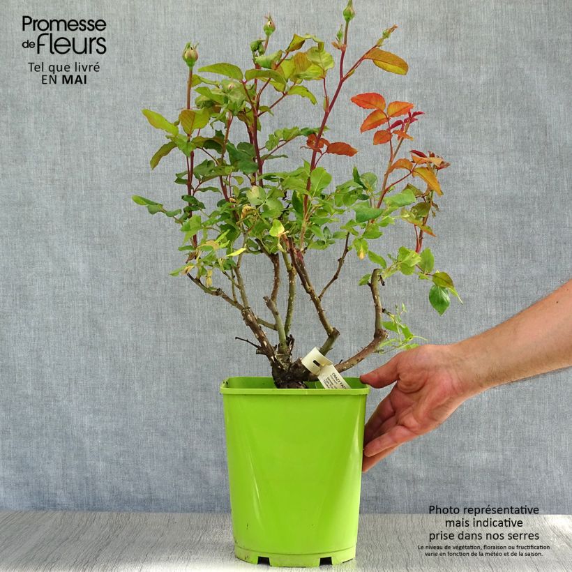 Spécimen de Rosier à grandes fleurs Crazy Fashion en pot de 4L tel que livré au printemps