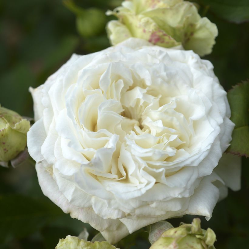 Rosier à grandes fleurs Crémet d'Anjou (Floraison)