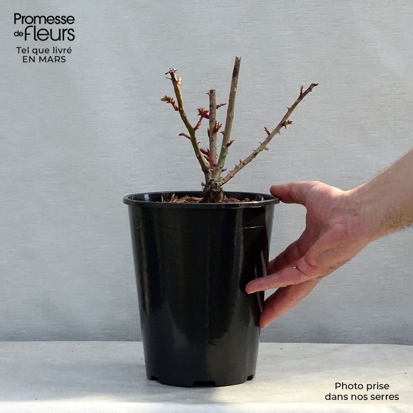 Spécimen de Rosier à grandes fleurs Criterion en pot de 4L tel que livré au printemps