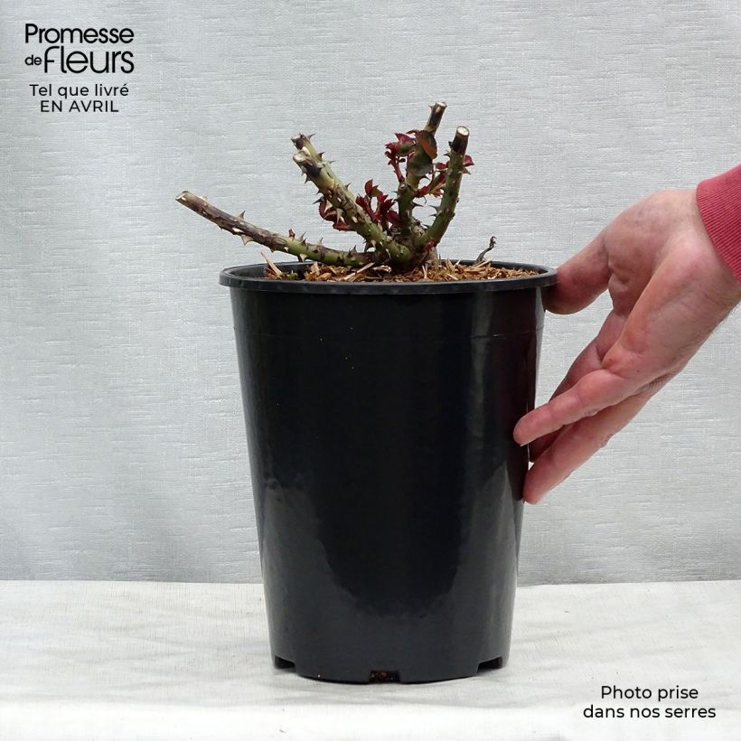 Spécimen de Rosier à grandes fleurs Dame de Coeur en pot de 4L tel que livré au printemps