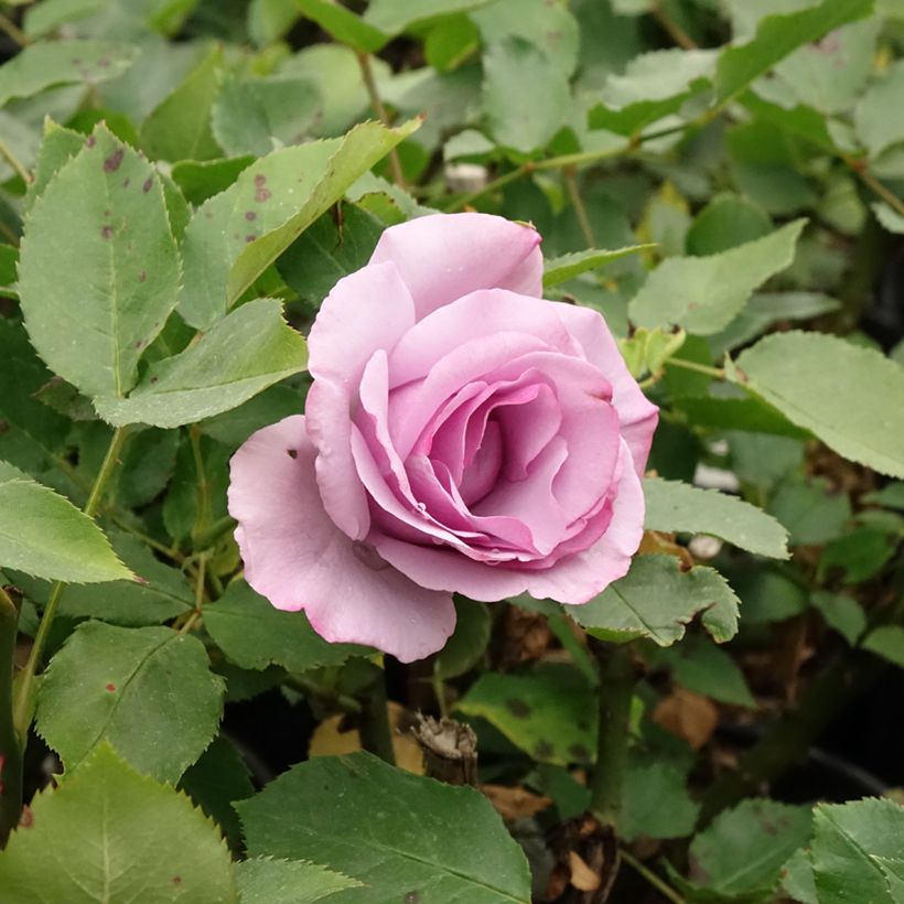 Rosier à grandes fleurs Dioressence (Floraison)
