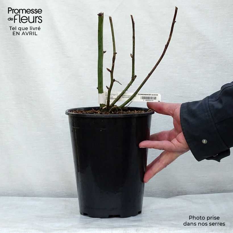 Spécimen de Rosier à grandes fleurs Dioressence en pot de 4L tel que livré au printemps