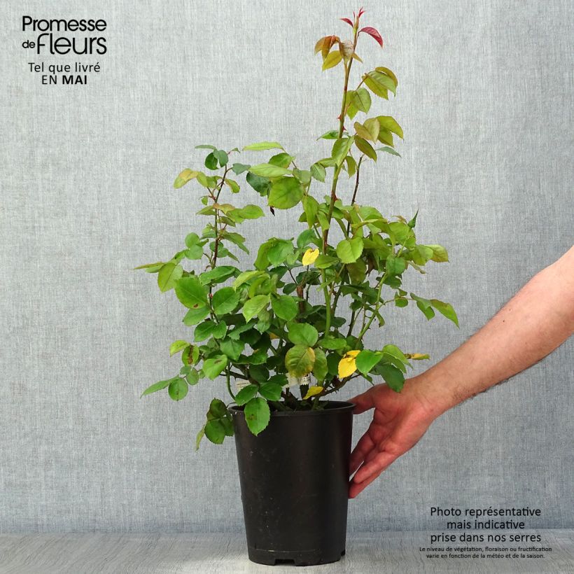 Spécimen de Rosier à grandes fleurs Domaine de Chantilly en pot de 3L/4L. tel que livré au printemps