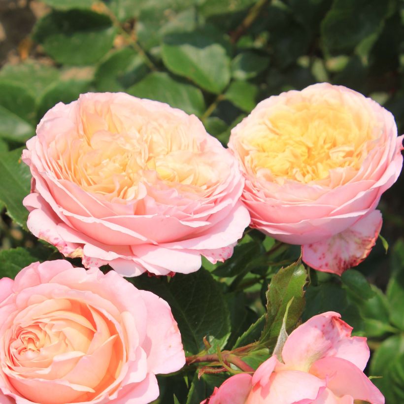 Rosier à grandes fleurs Domaine de Chantilly (Floraison)