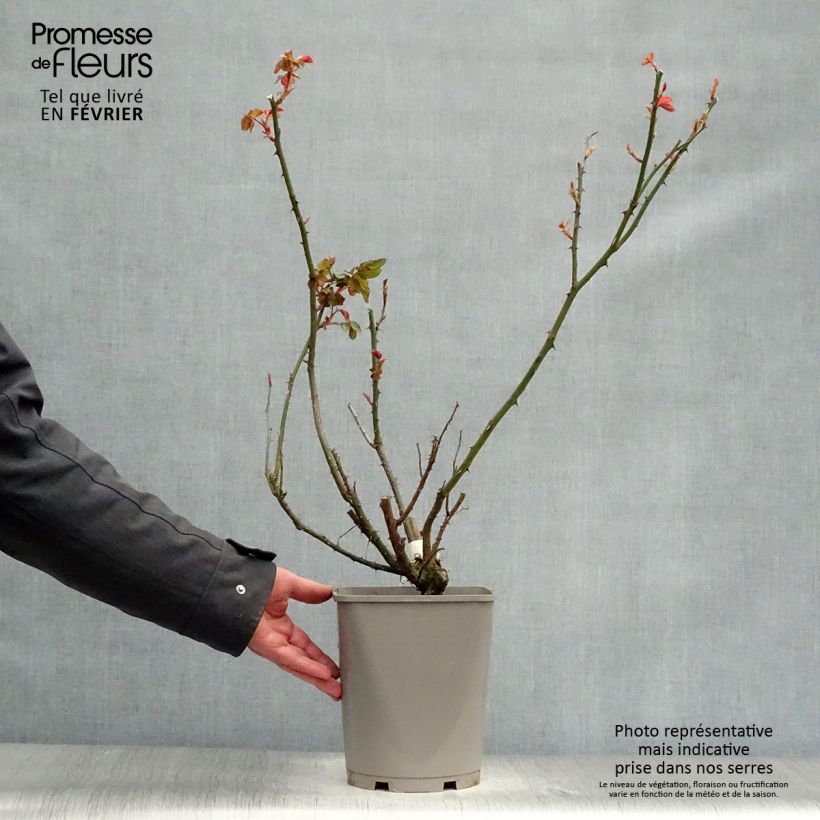 Spécimen de Rosier à grandes fleurs Double Delight Pot de 4L/5L tel que livré en hiver