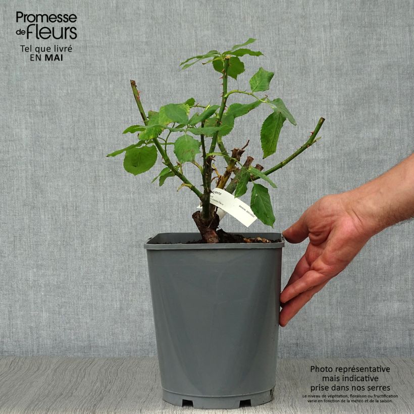 Spécimen de Rosier à grandes fleurs Double Delight en pot de 4L tel que livré au printemps