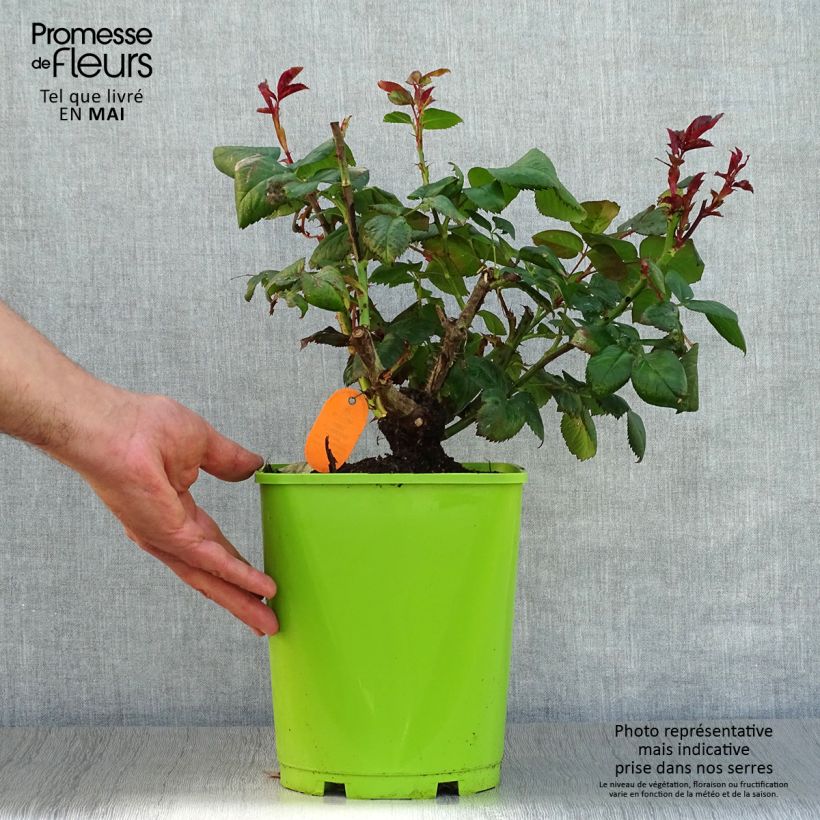 Spécimen de Rosier à grandes fleurs Eddy Mitchell en pot de 4L tel que livré au printemps