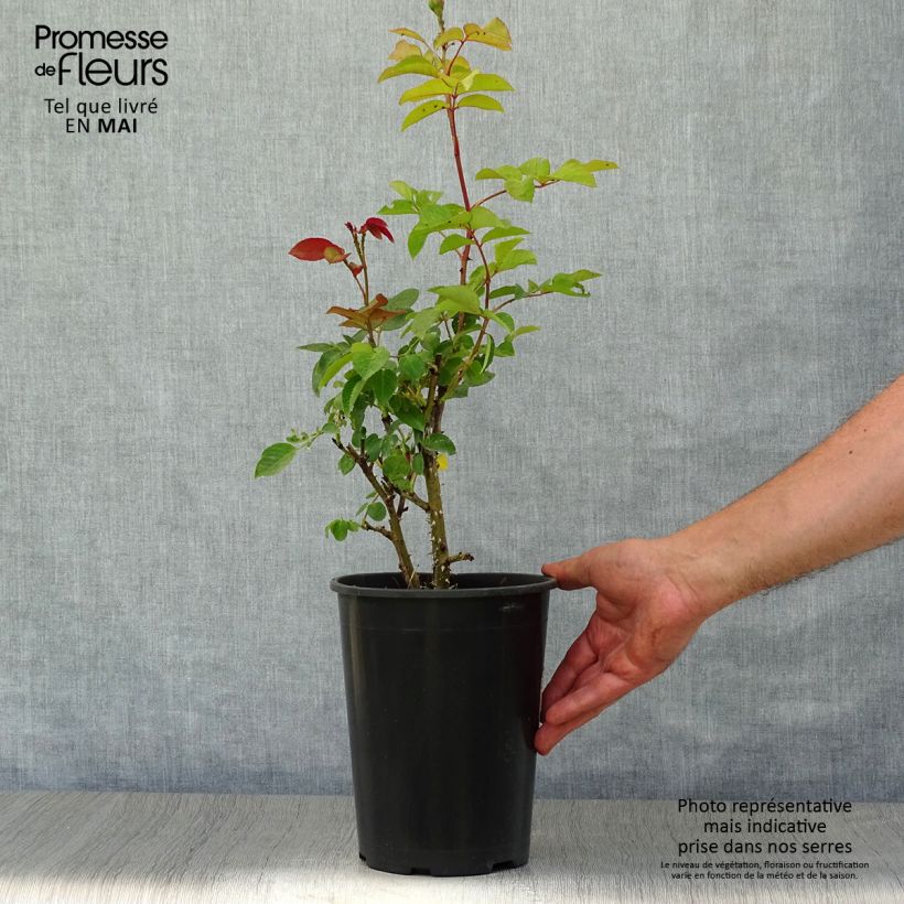 Spécimen de Rosier à grandes fleurs Elaine Paige en pot de 4L/5L tel que livré au printemps