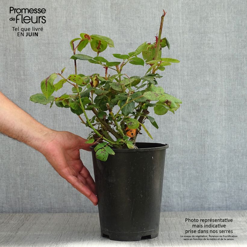Spécimen de Rosier à grandes fleurs Elégance Française pot de 4L/5L tel que livré au printemps