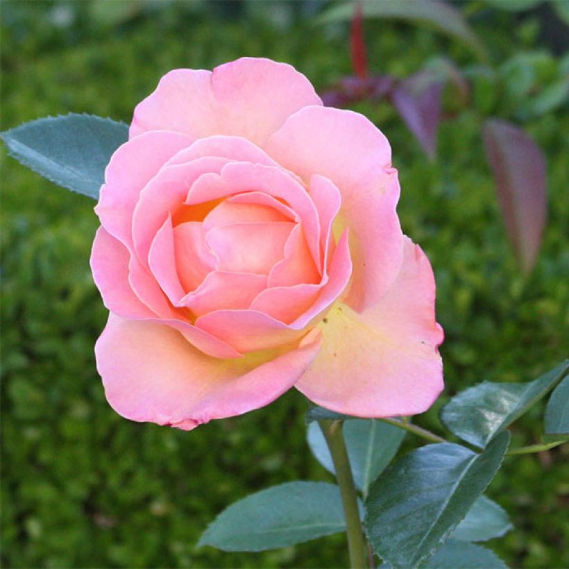 Rosier à grandes fleurs Elle (Floraison)