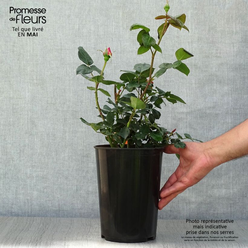 Spécimen de Rosier à grandes fleurs Elle en pot de 4L tel que livré au printemps