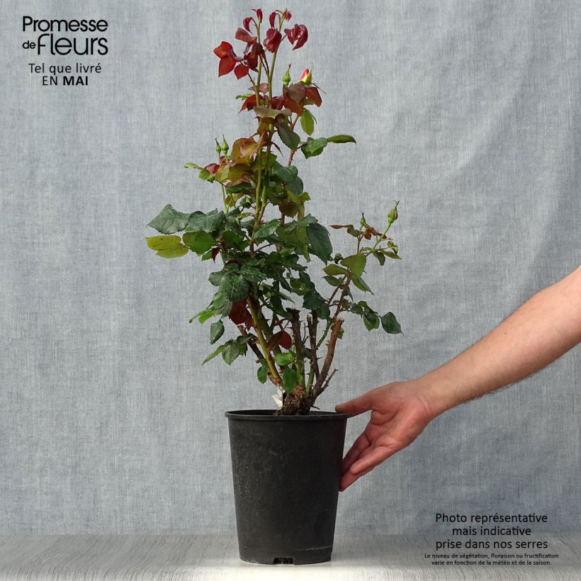 Spécimen de Rosier à grandes fleurs Eriko Takeda en pot de 4L tel que livré au printemps