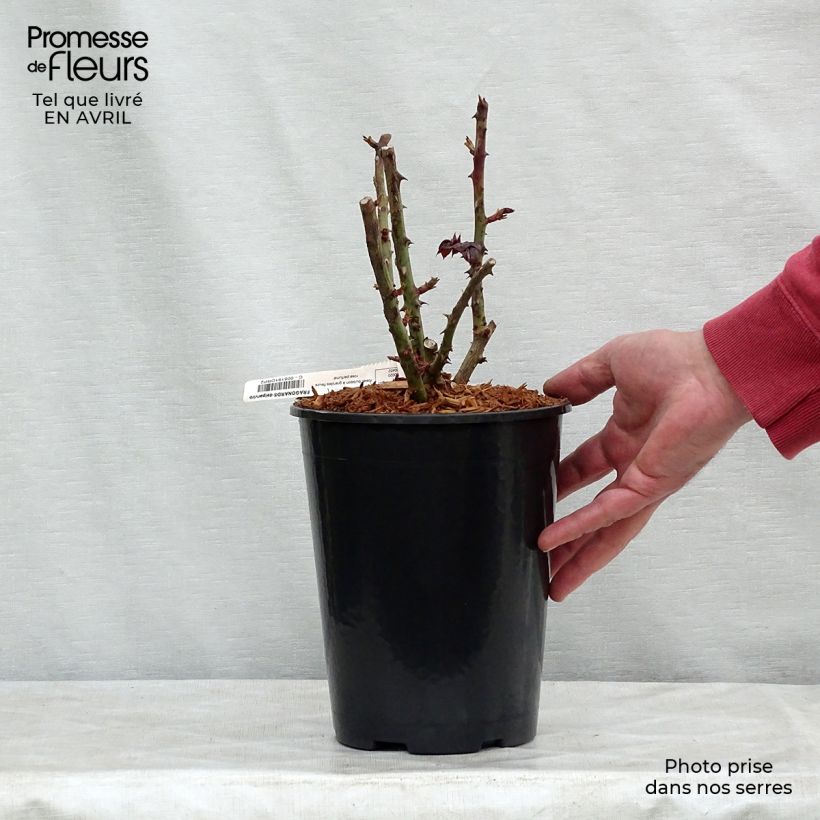 Spécimen de Rosier à grandes fleurs Fragonard en pot de 3/4L tel que livré au printemps