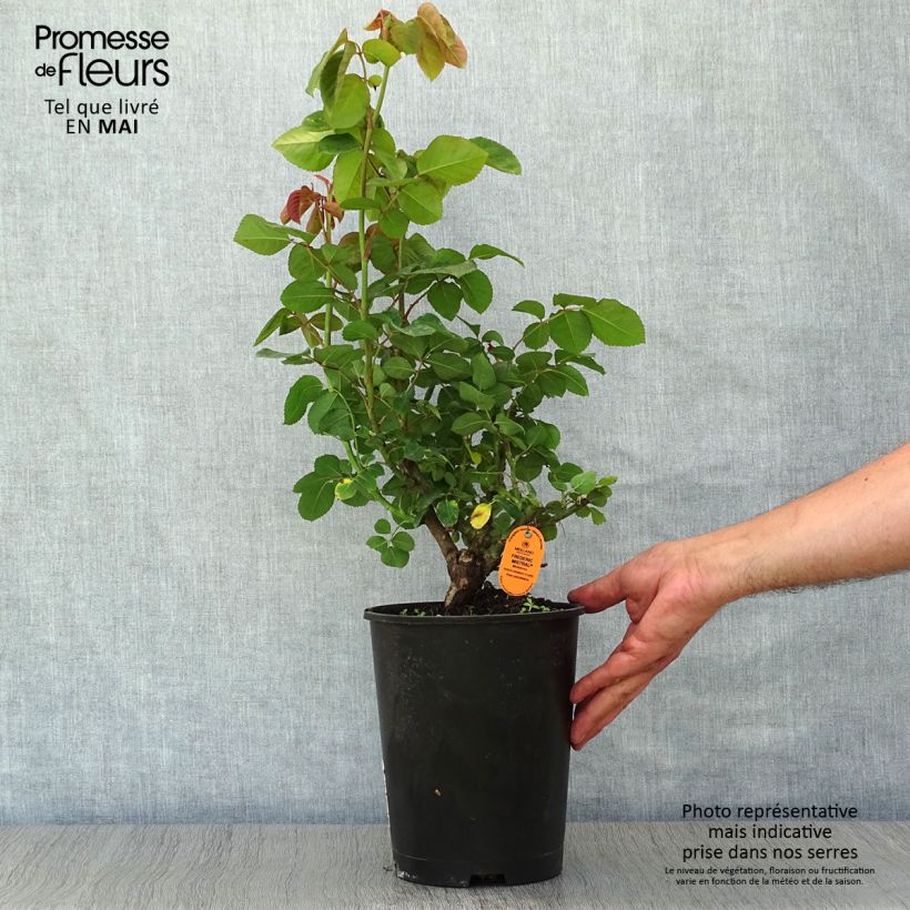 Spécimen de Rosier à grandes fleurs Frédéric Mistral - Pot de 4L/5L tel que livré au printemps