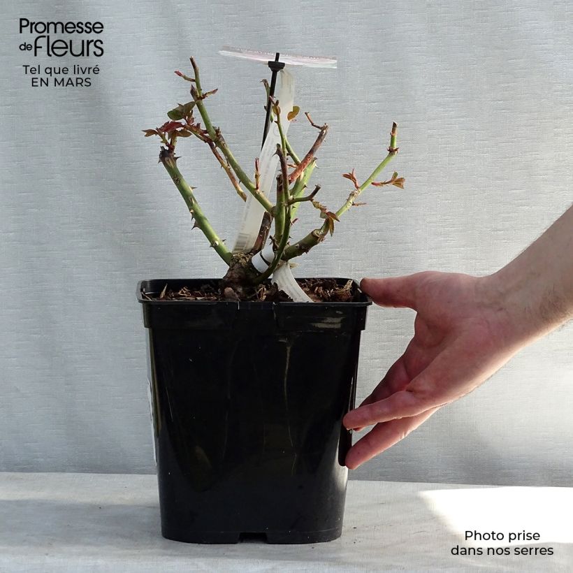 Spécimen de Rosier à grandes fleurs Gilles de Brissac ® Dorella en pot de 4/5L tel que livré au printemps