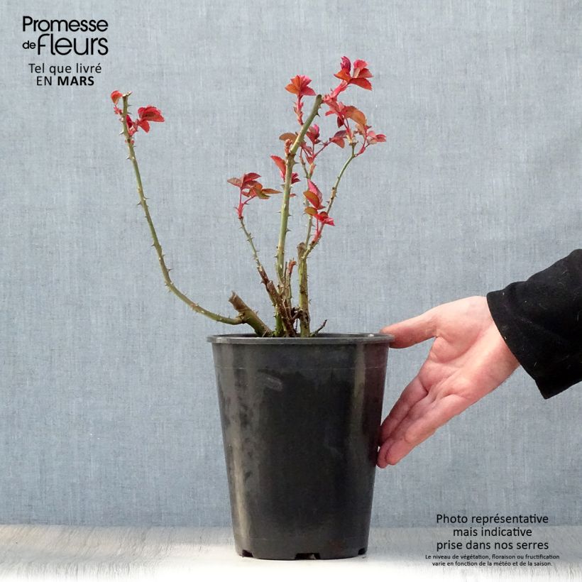 Spécimen de Rosier à grandes fleurs Grande Amore en pot de 4L tel que livré au printemps