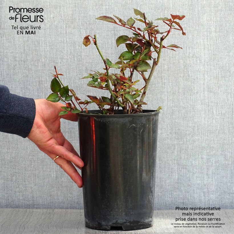 Spécimen de Rosier à grandes fleurs Grande Classe en pot de 4L/5L tel que livré au printemps