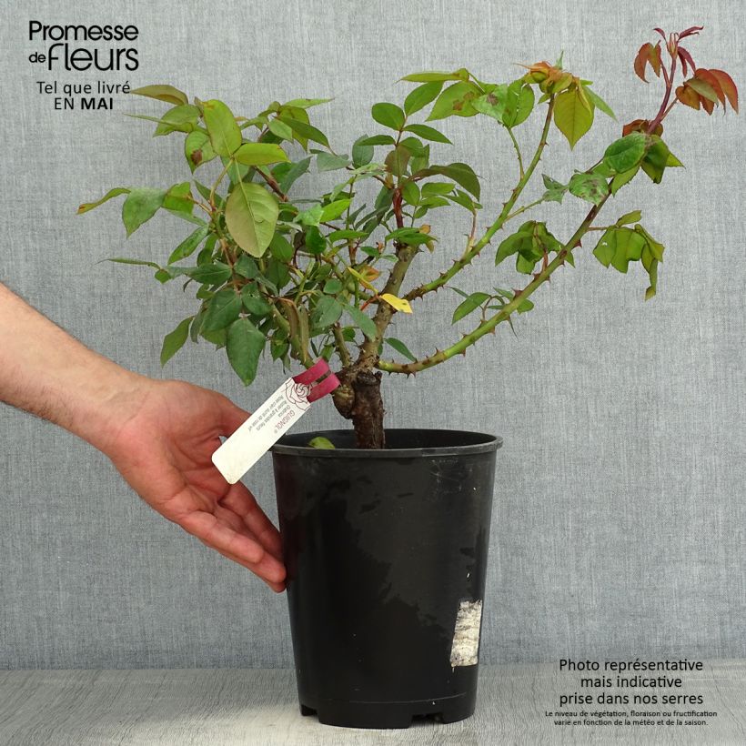 Spécimen de Rosier à grandes fleurs Guignol - pot de 4L/5L tel que livré au printemps