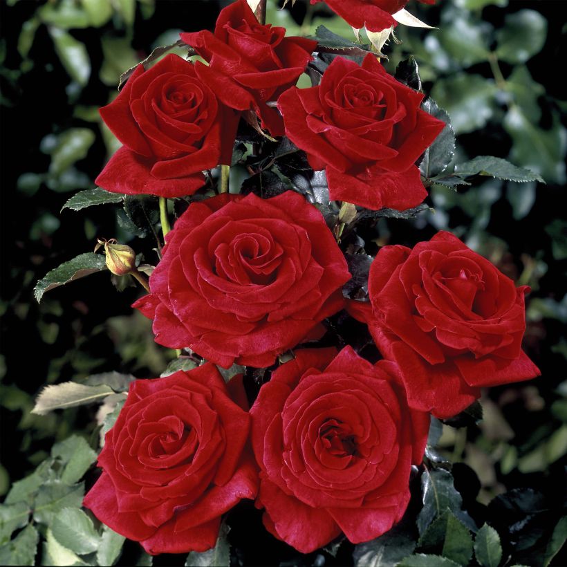 Rosier à grandes fleurs Hacienda (Floraison)