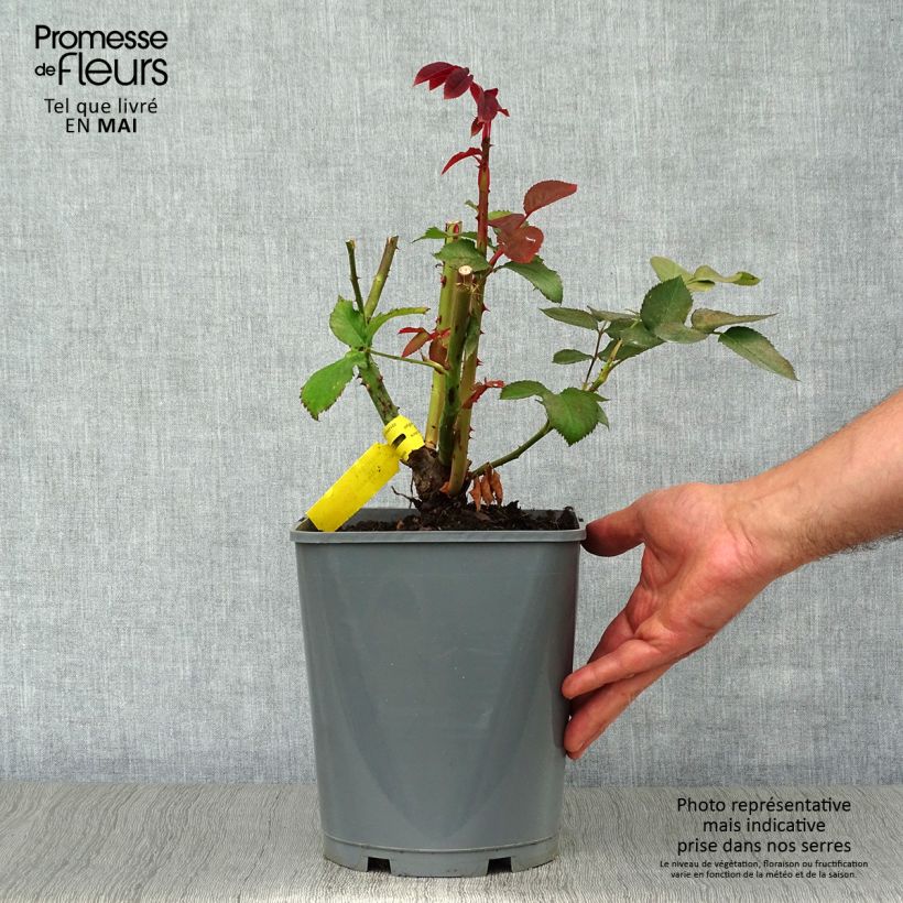 Spécimen de Rosier à grandes fleurs Hacienda en pot de 4L tel que livré au printemps