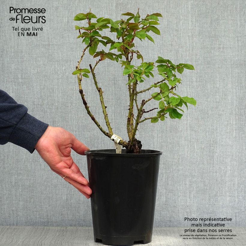 Spécimen de Rosier à grandes fleurs Henri Matisse en pot de 3L/4L. tel que livré au printemps