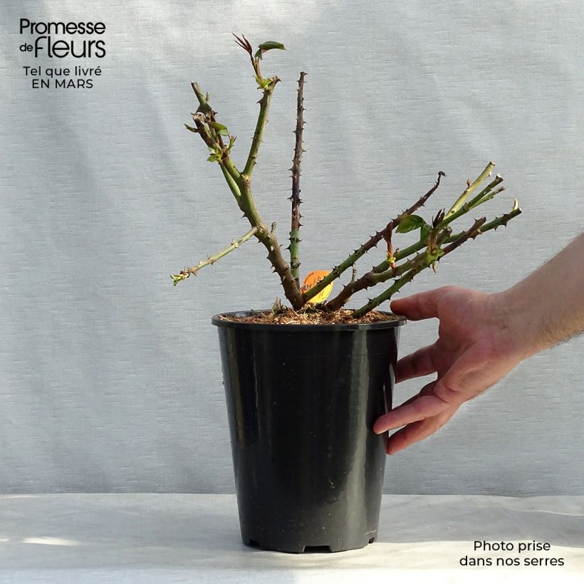 Spécimen de Rosier à grandes fleurs Honore de Balzac en pot de 4L tel que livré au printemps