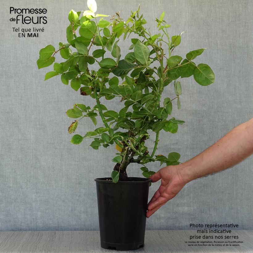 Spécimen de Rosier à grandes fleurs Ibiza en pot de 4L/5L tel que livré au printemps