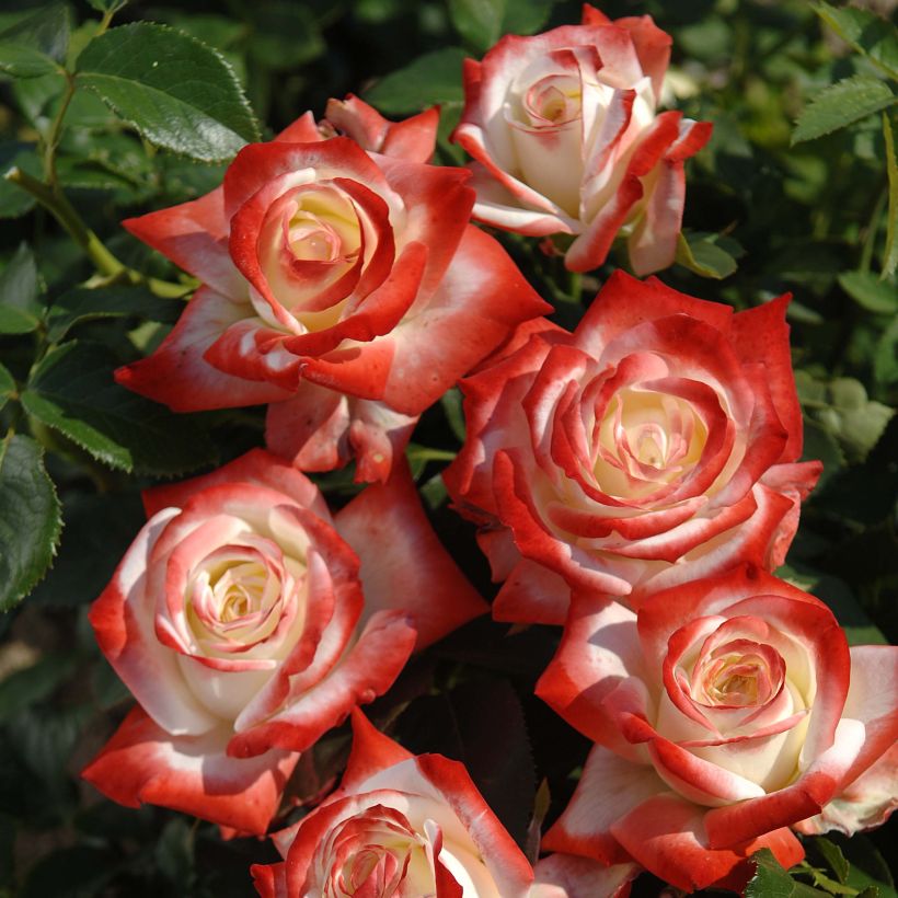 Rosier à grandes fleurs Impératrice Farah (Floraison)