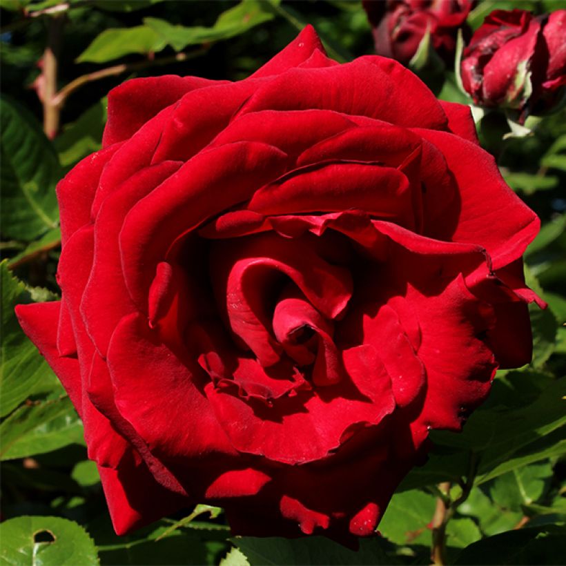 Rosier à grandes fleurs Ingrid Bergman (Floraison)