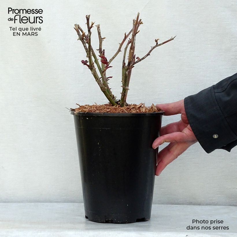 Spécimen de Rosier à grandes fleurs Ingrid Bergman en pot de 4/5L tel que livré au printemps