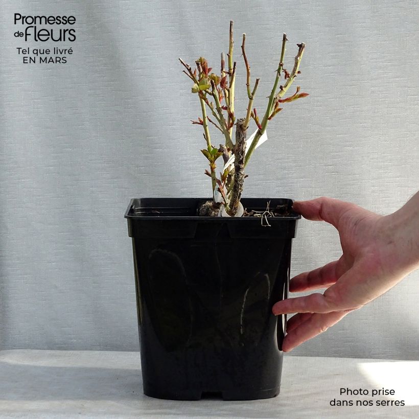 Spécimen de Rosier à grandes fleurs Isabelle Autissier en pot de 4L tel que livré au printemps