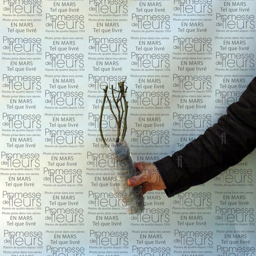 Spécimen de Rosier à grandes fleurs Jalitah tel que livré en printemps