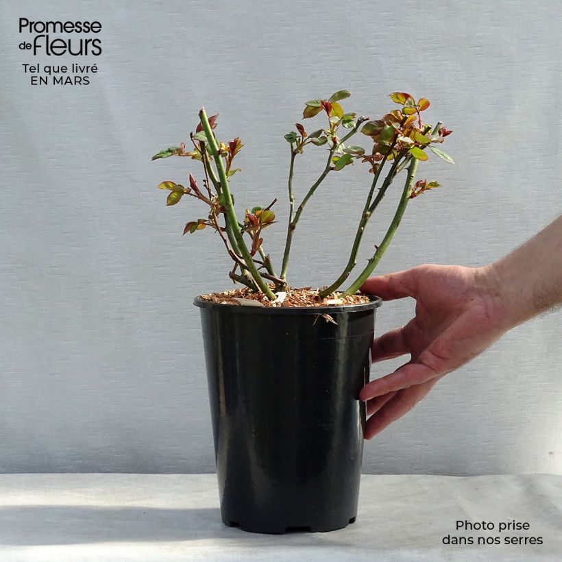 Spécimen de Rosier à grandes fleurs Jalitah à grandes fleurs en pot de 4L tel que livré au printemps