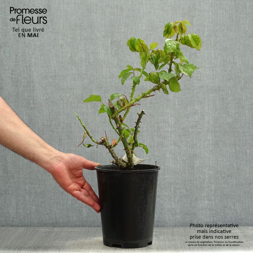 Spécimen de Rosier à grandes fleurs Jeanne Coeur - pot de 4L/5L tel que livré au printemps