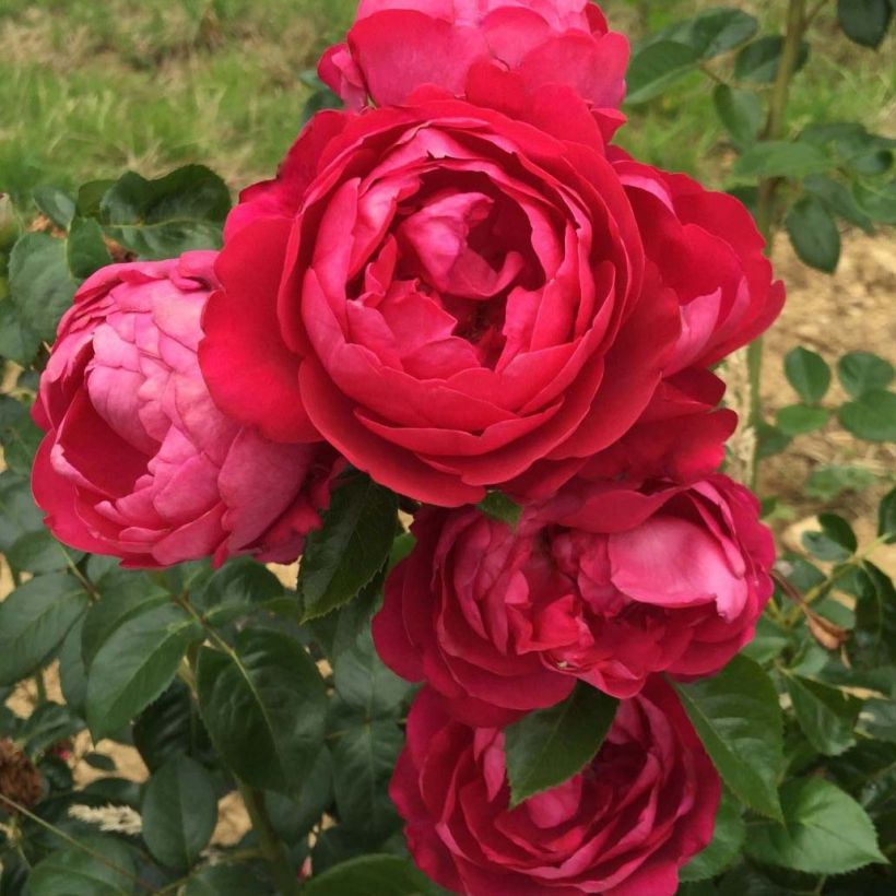 Rosier à grandes fleurs Jingle Bells (Floraison)