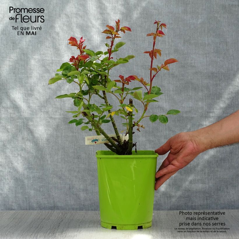 Spécimen de Rosier à grandes fleurs Jingle Bells en pot de 5L tel que livré au printemps