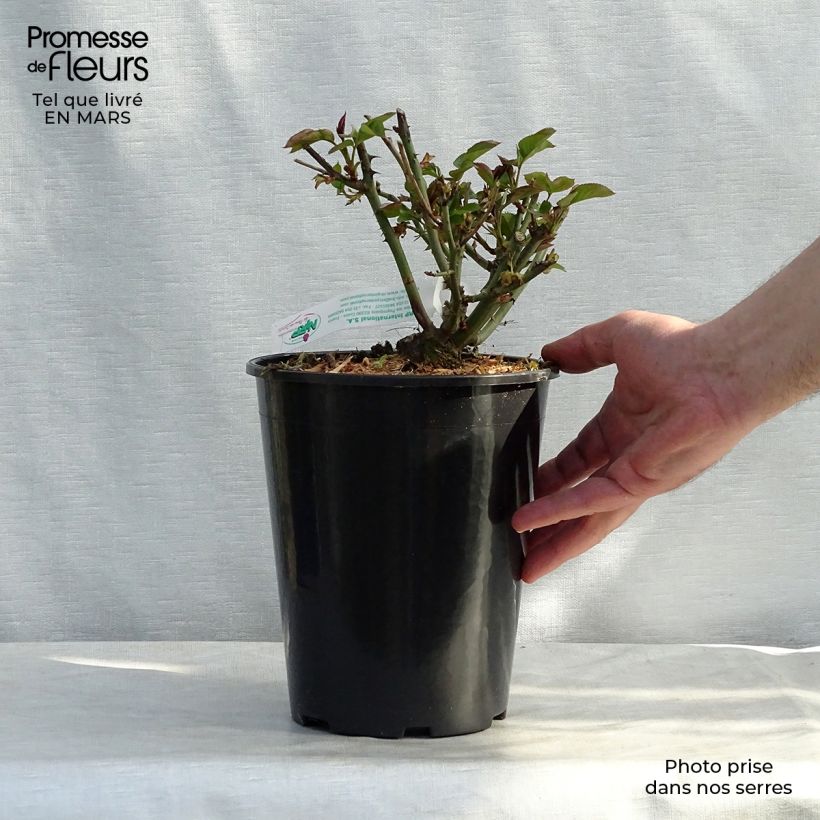Spécimen de Rosier à grandes fleurs Jules Verne - Pot de 4L/5L tel que livré au printemps