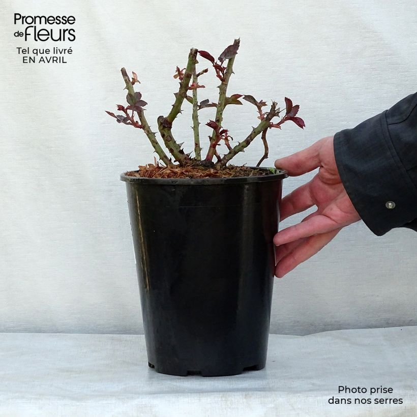 Spécimen de Rosier à grandes fleurs Just Joey en pot de 4L tel que livré au printemps