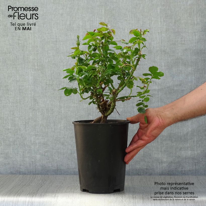 Spécimen de Rosier à grandes fleurs Ketchup & Mustard - Pot de 4L/5L tel que livré au printemps