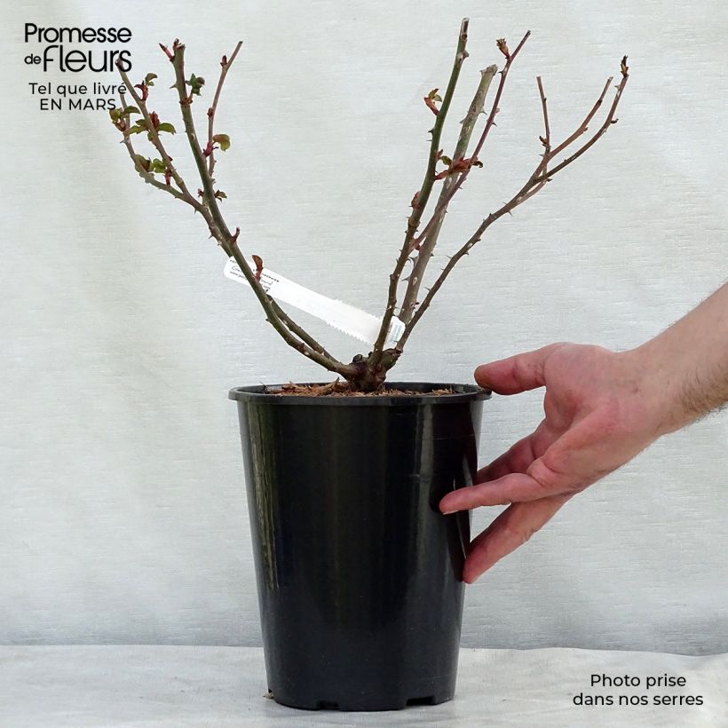 Spécimen de Rosier à grandes fleurs La Rose de Molinard en pot de 4/5L tel que livré au printemps