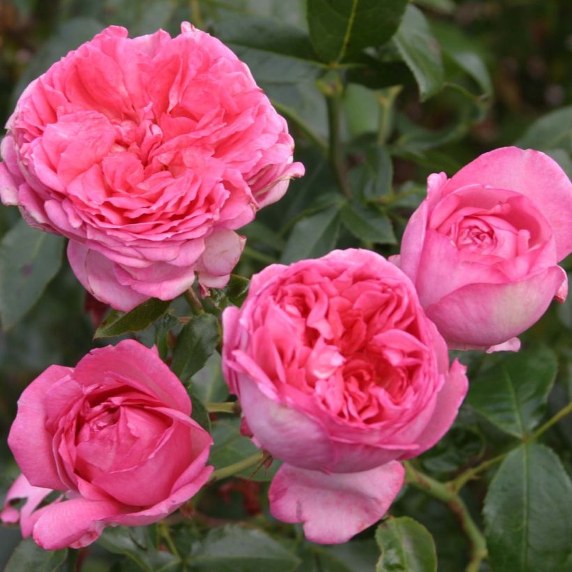 Rosier à grandes fleurs La Rose de Molinard (Floraison)