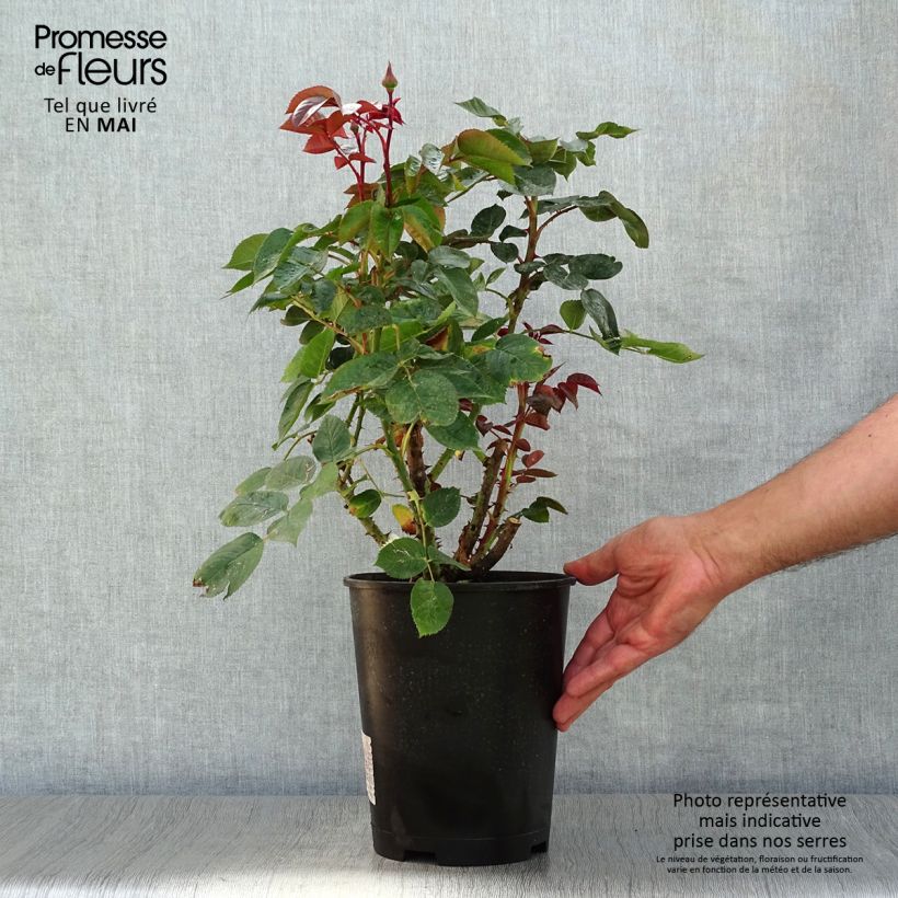 Spécimen de Rosier à grandes fleurs La rose Monsieur en pot de 4L/5L tel que livré au printemps