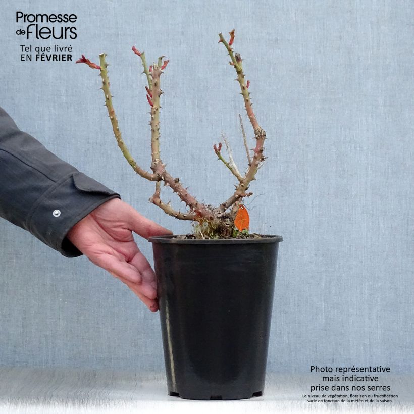 Spécimen de Rosier à grandes fleurs Laeticia Casta Pot de 4L/5L tel que livré en hiver