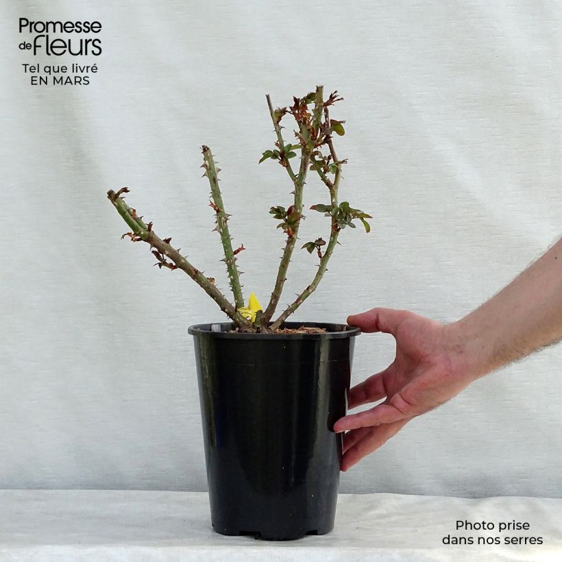 Spécimen de Rosier à grandes fleurs Les Années Folles Bobino en pot de 4L/5L tel que livré au printemps