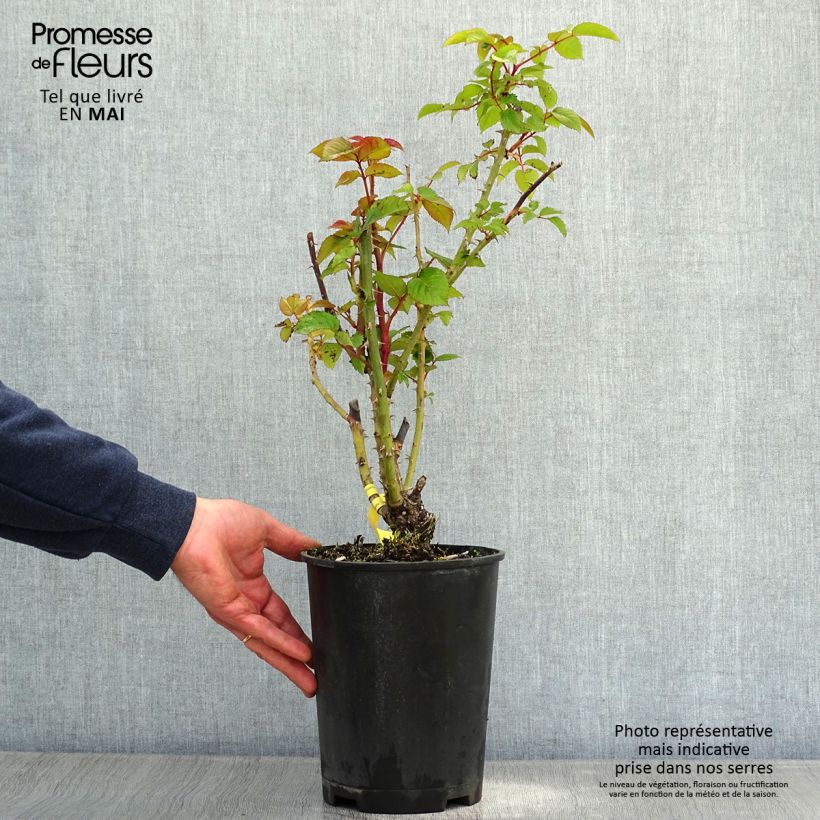 Spécimen de Rosier à grandes fleurs Les Années Folles Fox Trot en pot de 4L/5L tel que livré au printemps